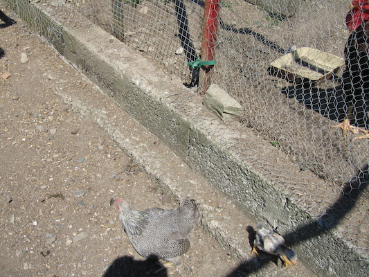 Hen and chick (07-18-2006 13:21:40 BST)