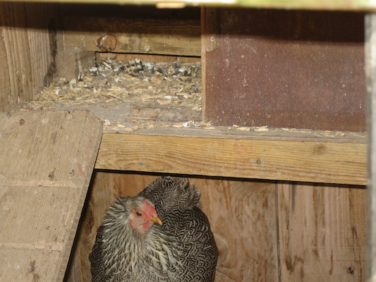 Hen (07-18-2006 13:22:01 BST)