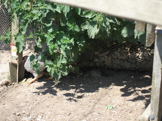 Hen (07-18-2006 13:22:14 BST)