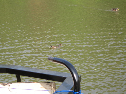Ducks in the Bath canal (07-20-2006 18:24:30 BST)