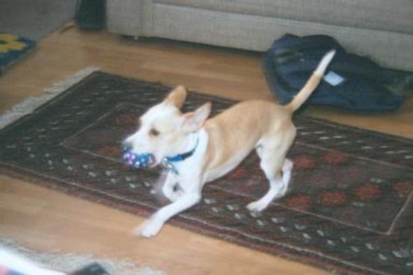 Running Emily with ball