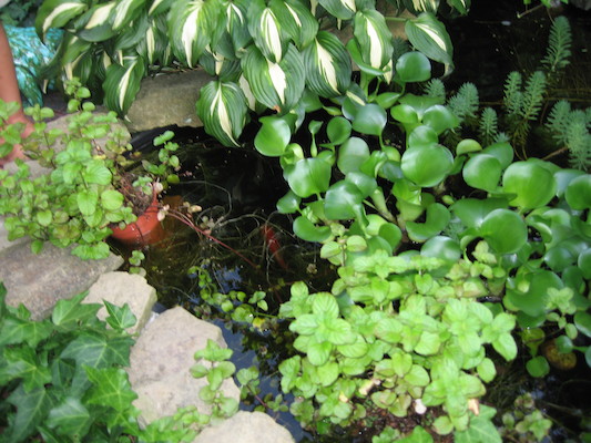 Fish (by Noah) (08-06-2006 19:29)