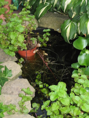 Fish (by Noah) (08-06-2006 19:29)