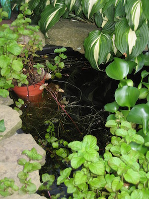 Fish (by Noah) (08-06-2006 19:29)