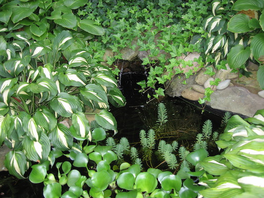 Fish (by Noah) (08-06-2006 19:32)