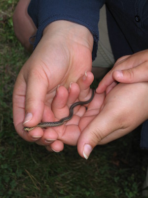Snake on a Xine (08-13-2006 18:09)
