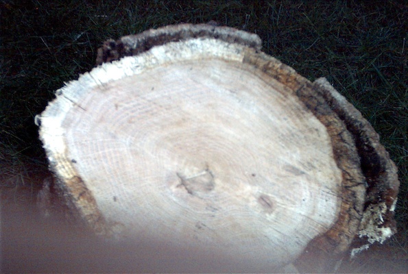 Peeping at the bonfire