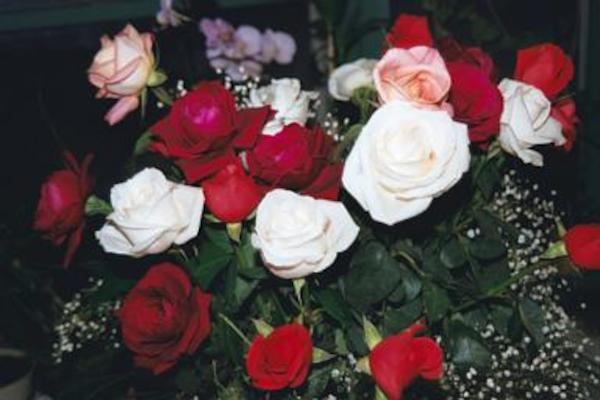 Valentine roses