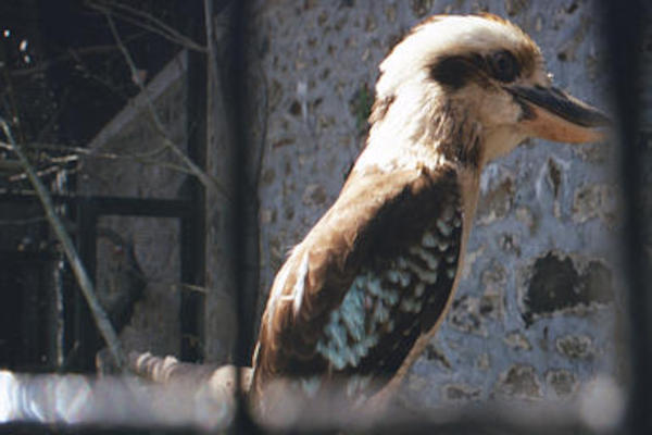 Kookaburra closeup