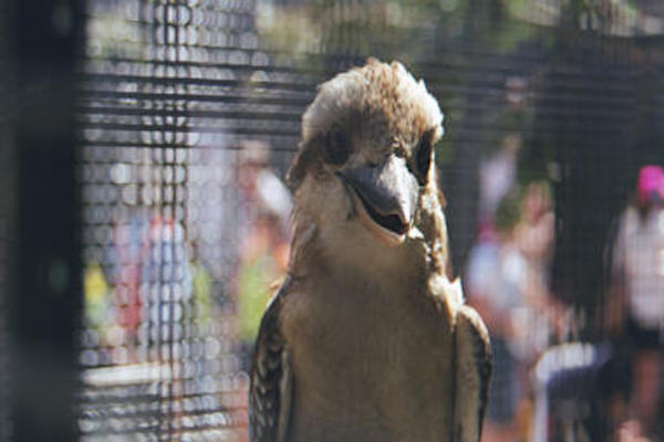 Kookaburra closeup