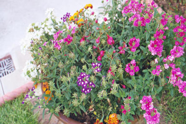 Purple and yellow little flowers