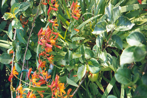 Yellow and orange flowers