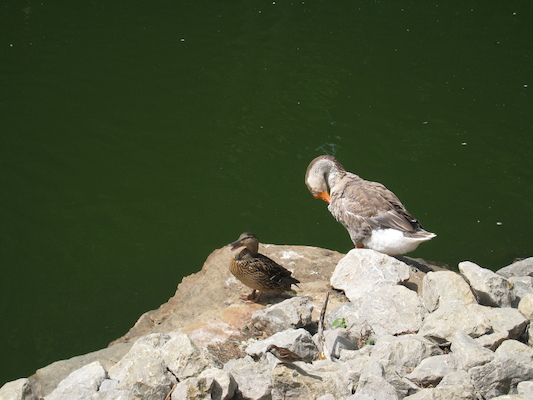 Duck Goose (06-16-2007 11:12)