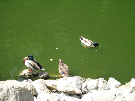 Ducks (06-16-2007 11:12)