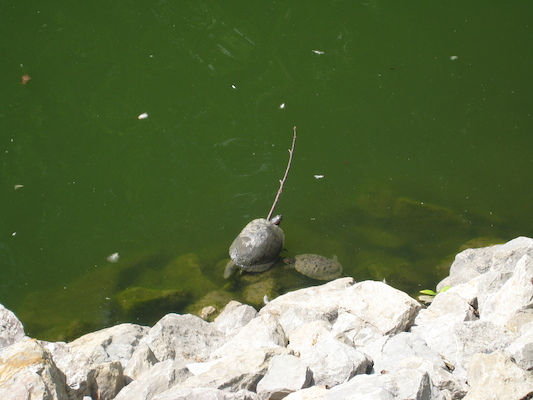 Turtles (06-16-2007 11:14)