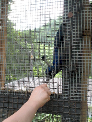 Christine feeding the peacock (06-16-2007 11:19)