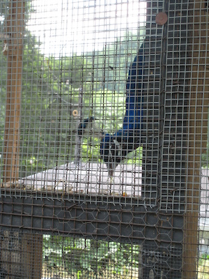Peacock eating Cheerios (06-16-2007 11:19)