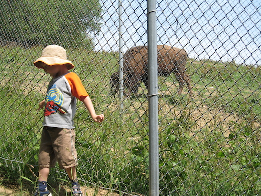 Tim and the buffalo (06-16-2007 11:21)