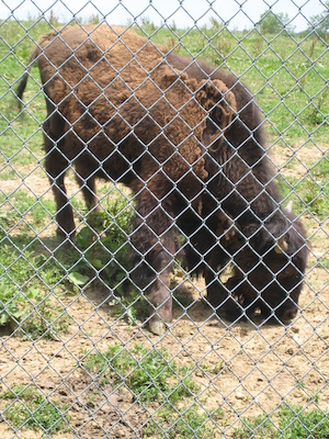 Buffalo (06-16-2007 11:22)