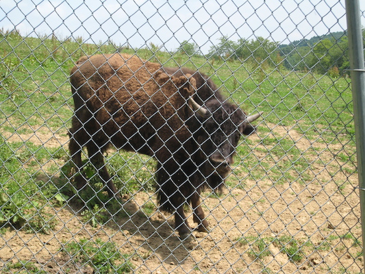 Buffalo (06-16-2007 11:22)