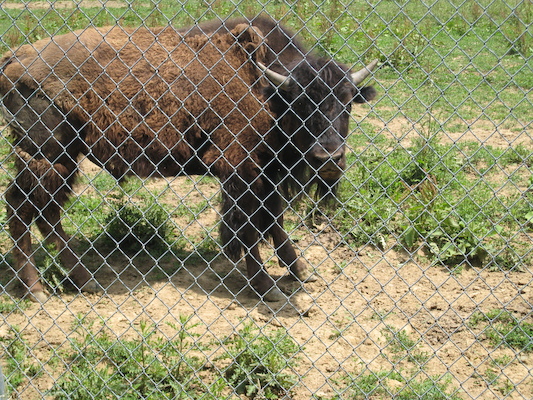 Buffalo (06-16-2007 11:23)