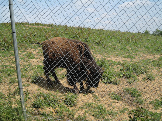Buffalo (06-16-2007 11:23)