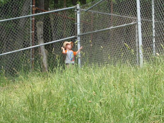 Tim feeding the buffalo (06-16-2007 11:26)