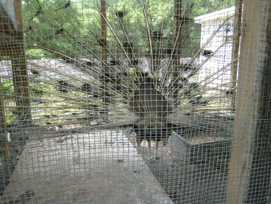 Peacock (06-16-2007 11:36)