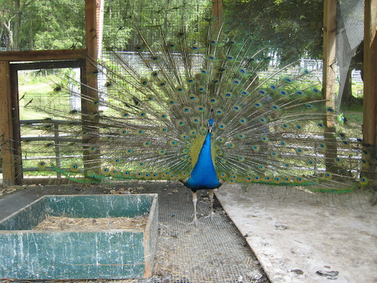 Peacock in full glory (06-16-2007 11:37)