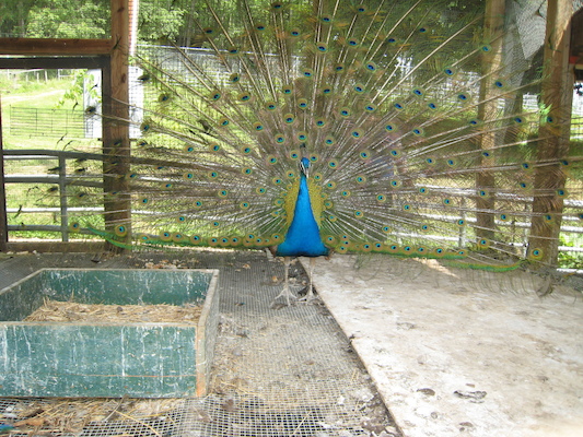 Peacock in full glory (06-16-2007 11:37)