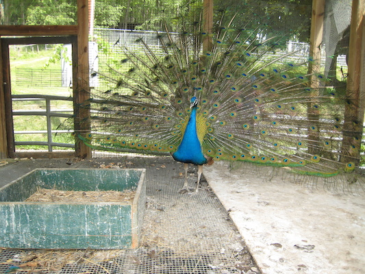 Peacock in full glory (06-16-2007 11:37)