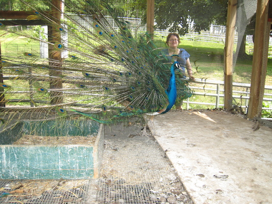 Peacock in full glory with Christine (06-16-2007 11:37)