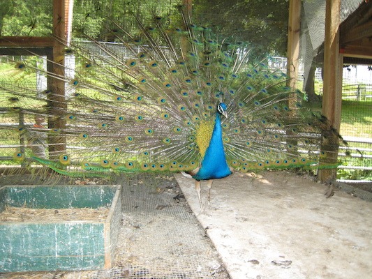 Peacock in full glory (06-16-2007 11:37)