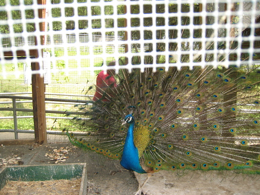 Peacock in full glory (06-16-2007 11:37)