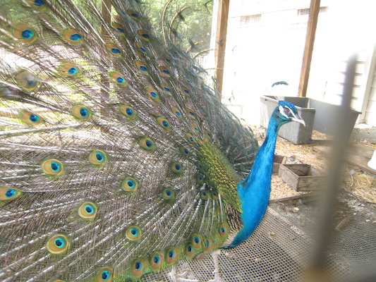 Peacock in full glory (06-16-2007 11:38)