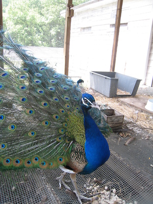 Peacock in full glory (06-16-2007 11:38)
