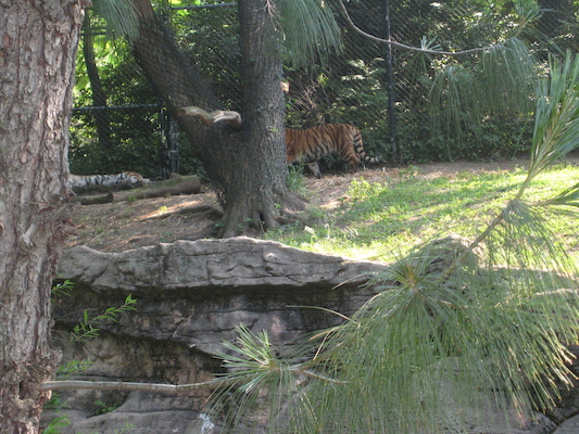 Tiger (06-18-2007 09:36)