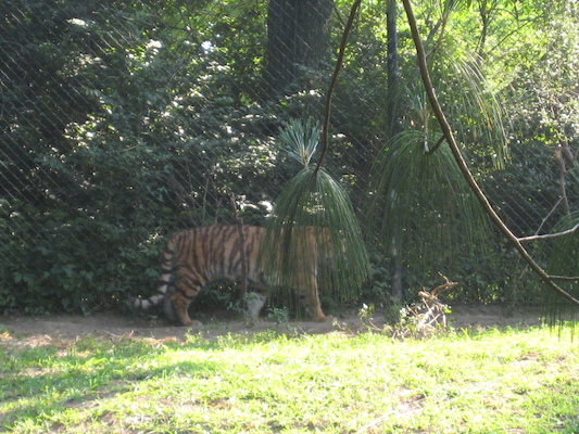 Tiger (06-18-2007 09:36)