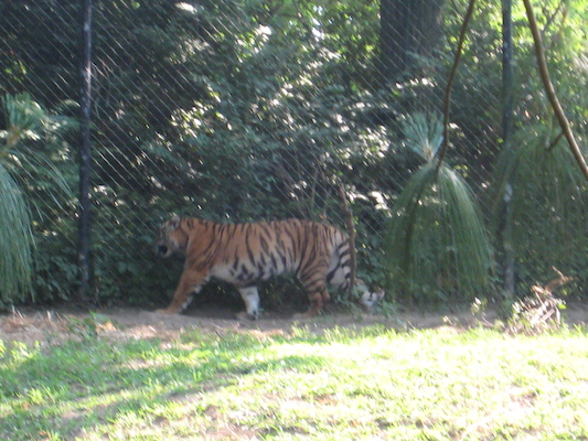 Tiger (06-18-2007 09:37)