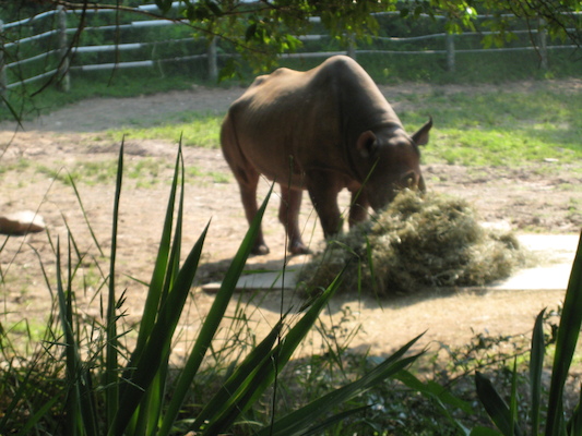 Rhino (06-18-2007 09:50)