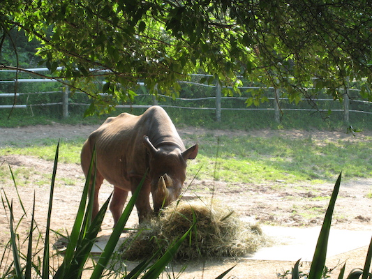 Rhino (06-18-2007 09:50)