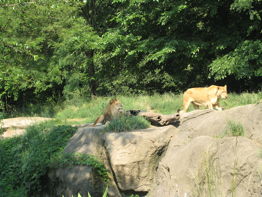 Lions (06-18-2007 09:51)