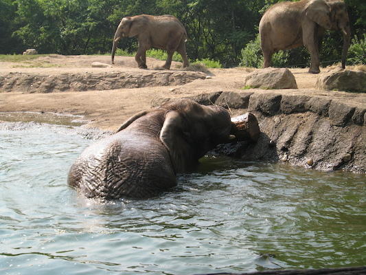 Elephant swimming (06-18-2007 10:17)