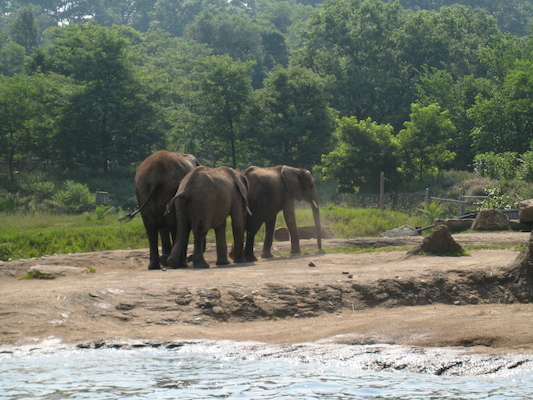 Elephants (06-18-2007 10:23)
