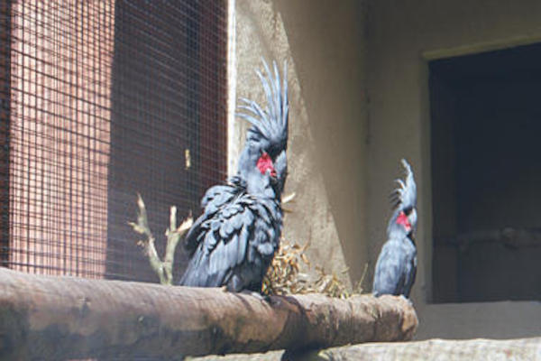 Cockatoos
