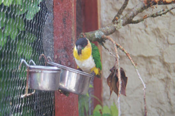 Green and yellow bird