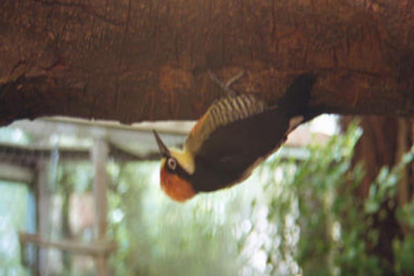 Woodpecker