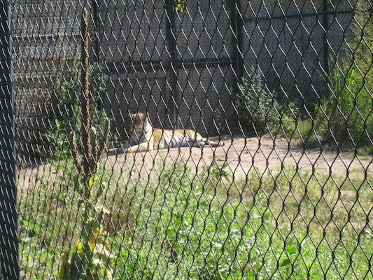 Tiger (08-28-2007 11:10)