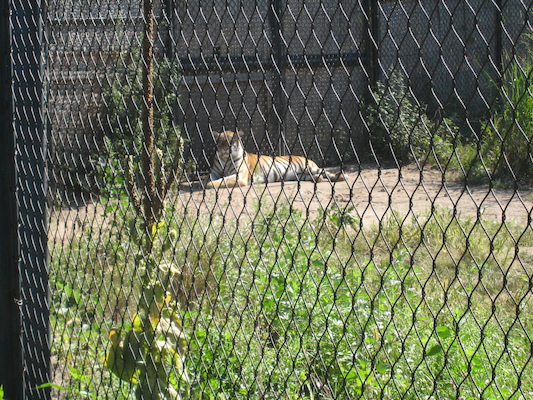 Tiger (08-28-2007 11:10)