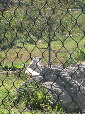 White tiger (08-28-2007 11:10)